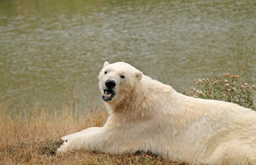 A Beautiful Adult Polar Bear Showing off its Teeth.