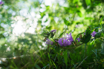 Blue Bell Flowers in the sun. Beautiful meadow field with wildflowers close up