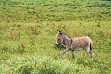 Naklejka na ściany i meble Portrait of a beautiful fluffy ass, Equus asinus, in the middle of a green meadow. On a sunny morning