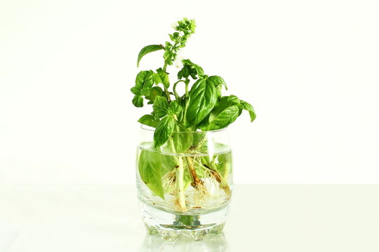 growing basil herb with root in water glass