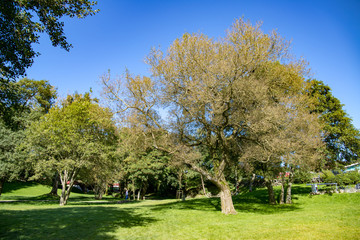 vakker tre i park