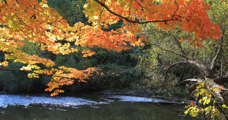 Colorful fall scene by a small creek