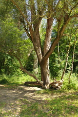 Fototapeta premium Isarauen, Bavaria, green and beautiful tree close on thel riverbank of Isar river near Munich in summer