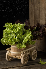 Fresh green lettuce salad on wooden cart.