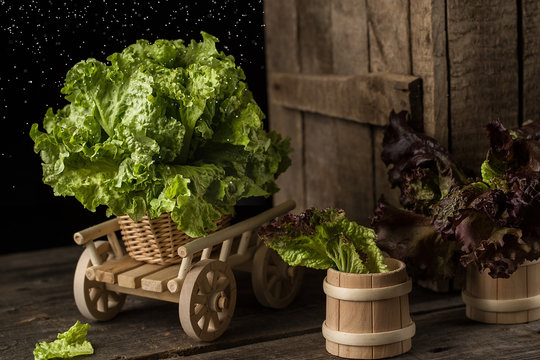 Fresh green lettuce salad on wooden cart