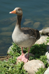 Goose