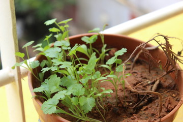  Coriander seedlings growing fast after the first rain during end of summer