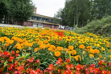 Colorful flowers. Slovakia