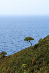 Lonely Tree at the Coast