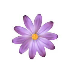 Purple isolated flower. Vector flower like a Daisy