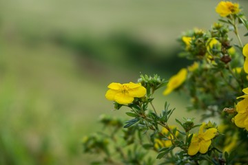 Colorful flowers. Slovakia