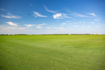 green meadow and trees landscape in the nature park