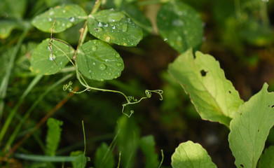 green pea pods on branches with dew drops

