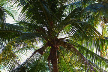 Tropical exotic palm tree with coconuts and  clean sky from bottom view on a sunny summer or spring day with large green leaves natural outdoor. Nature background.