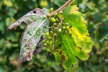 A dangerous disease of grape Mildew - downy mildew ( lat. Of plasmopara viticola )