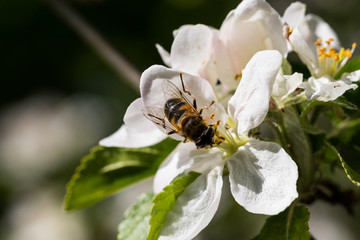 Biene sucht Nektar auf einer Apfelblüte