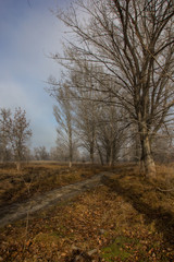 Obraz premium Лес