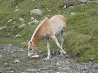 Naklejka na ściany i meble brown foal in the mountains