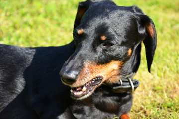 dog, animal, pet, black, canine, puppy, doberman, cute, dachshund, brown, rottweiler, portrait, pets, mammal, domestic, animals, breed, isolated, pinscher, white, purebred, guard, terrier, eyes, dober