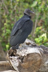 Black Vulture Perched on Driftwood