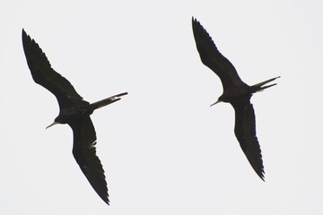 Magnificent Frigatebirds Flying