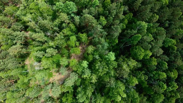 Drone rising up above green forest. Aerial vertical shot. Bird's eye view