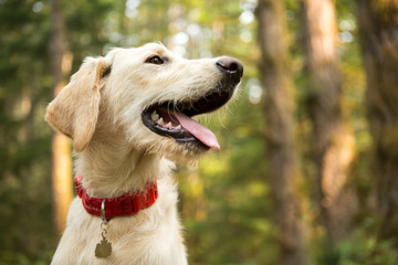 Happy dog in the forest