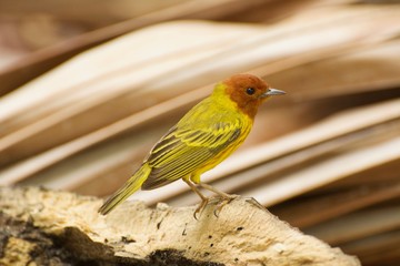 Mangrove Warbler (Yellow Warbler) on a Palm Frond