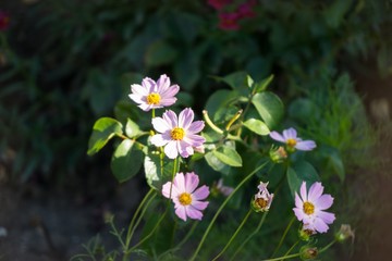Obraz premium Purple flowers in grass. Slovakia