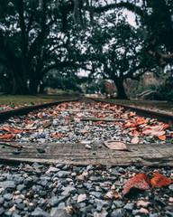 autumn leaves in the park