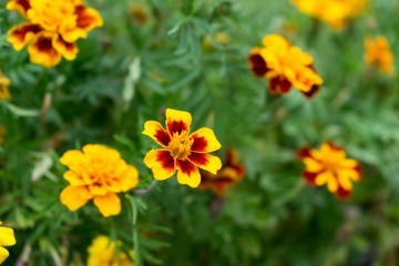 Colorful flowers. Slovakia