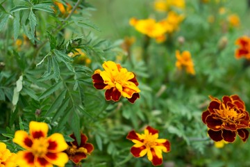 Colorful flowers. Slovakia
