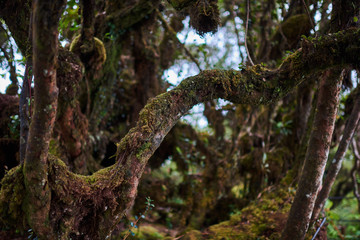 Jungle wild forest with interlacing of the roots of large trees. Landscape at mystical tropical mossy forest with amazing jungle plants. Concept for mysterious nature and fairy tale background..