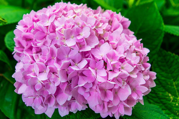 pink flower in the garden
