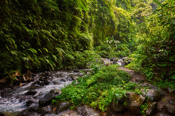 Amazing scenic view of a tropical forest with a river on a background of green trees in the morning sun. Mountain rainforest wate stream with fast flowing water and big stones. Travel concept.