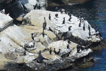 Obraz premium La Holla Shores Cove, San Diego, Ca. Hey guys, come-on let's PLAY 