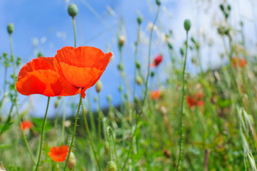 Two beautiful poppies against the blue sky