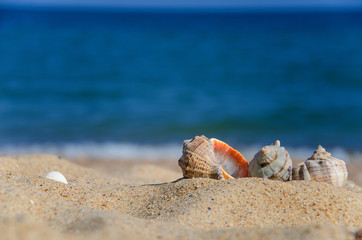 Obraz na płótnie Canvas Shells of Rapana on the sand of the Black Sea beach.
