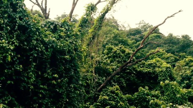 Rainforests along the Western coast of India, humid Equatorial forests, hylea in monsoon tropical areas. Deciduous trees entwined with vines and epiphytes, impenetrable forest
