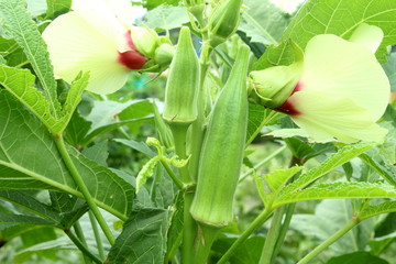 fresh Lady Fingers or Okra vegetable on plant - obrazy, fototapety, plakaty