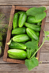Fresh garden cucumbers