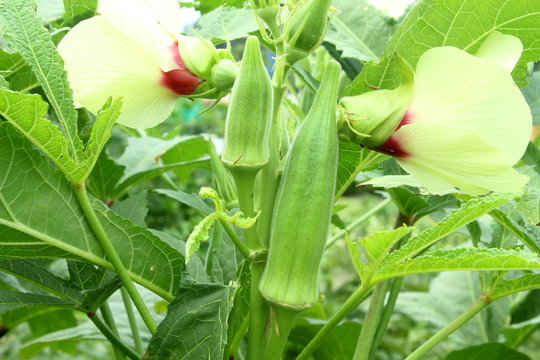 fresh Lady Fingers or Okra vegetable on plant