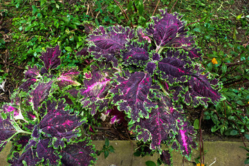 Unusual shaped purple leafed forest plant - Nicaragua