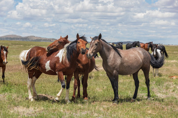 Wild Horses in the Utah Desert in Sumemr