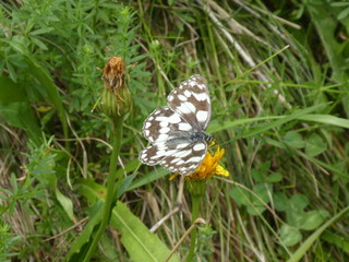 black white butterfly in the grass