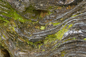 rock and moss in forest 