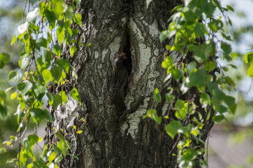 Obraz premium Spring, the starling brought food to small chicks.