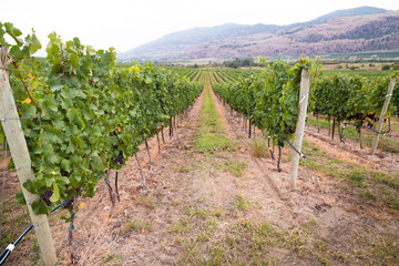 Fototapeta na wymiar Red wine grapes growing on rows of vines.