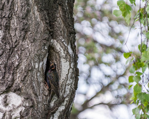 Obraz premium Spring, the starling brought food to small chicks.
