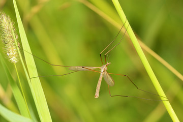 Big mosquito crawling in the grass.